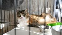 月額980円"推し活"感覚でできる｢保護猫活動｣
