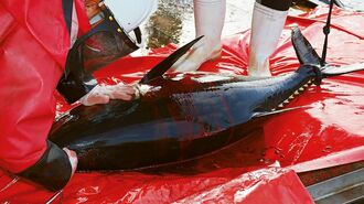マルハニチロ､｢クロマグロ完全養殖｣突破への道