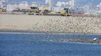 大阪万博会場･夢洲の｢野鳥の楽園｣が喪失危機